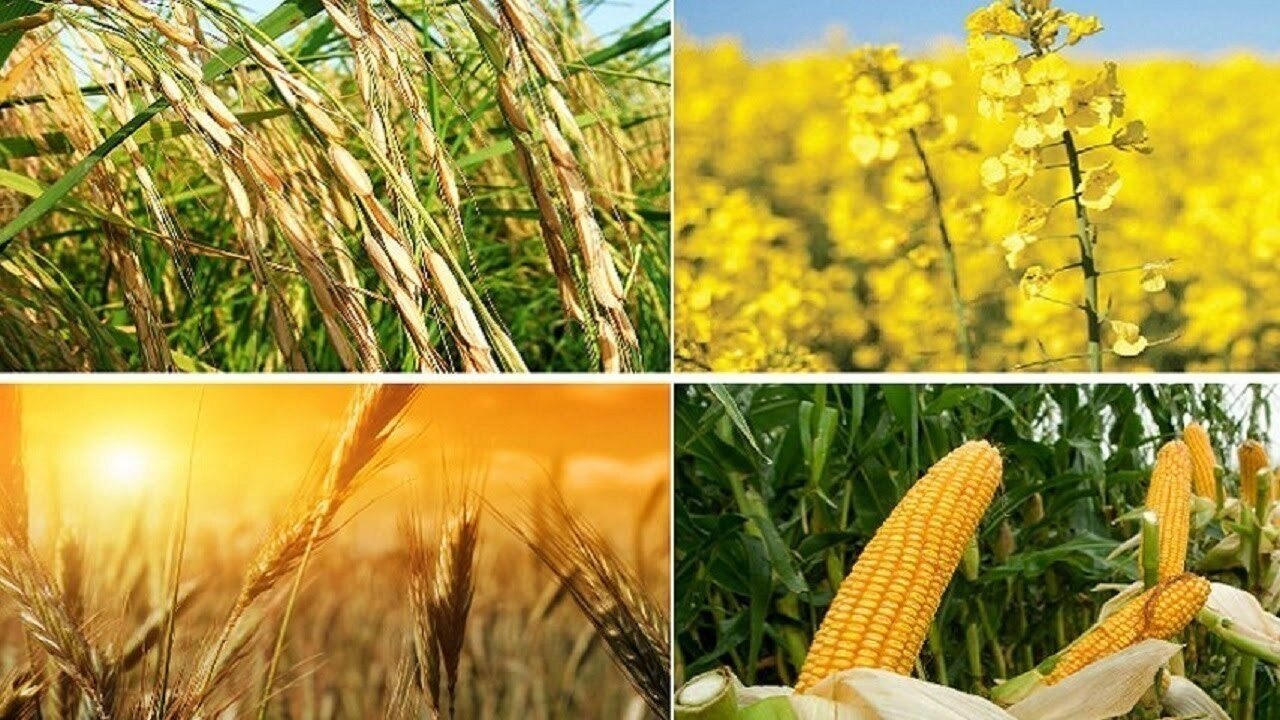 نرخ منطقی خرید تضمینی گندم چقدر است؟ نرخ منطقی خرید تضمینی گندم چقدر است؟