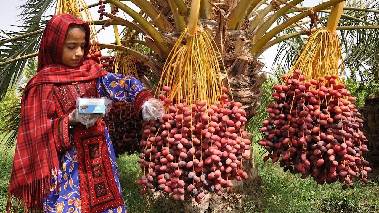 گردش مالی خرما در بازار داخل و صادرات ۱.۵ میلیون دلار است