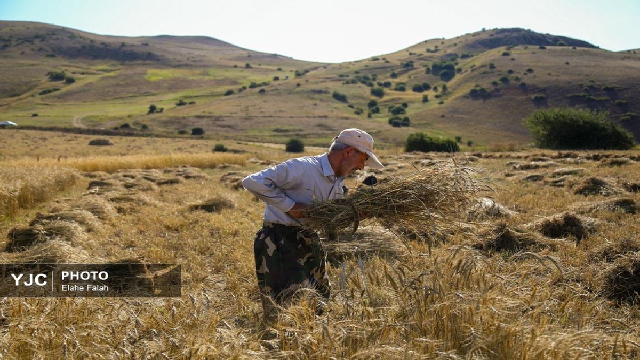۱۳۶ همت به حساب گندمکاران واریز شد ۱۳۶ همت به حساب گندمکاران واریز شد