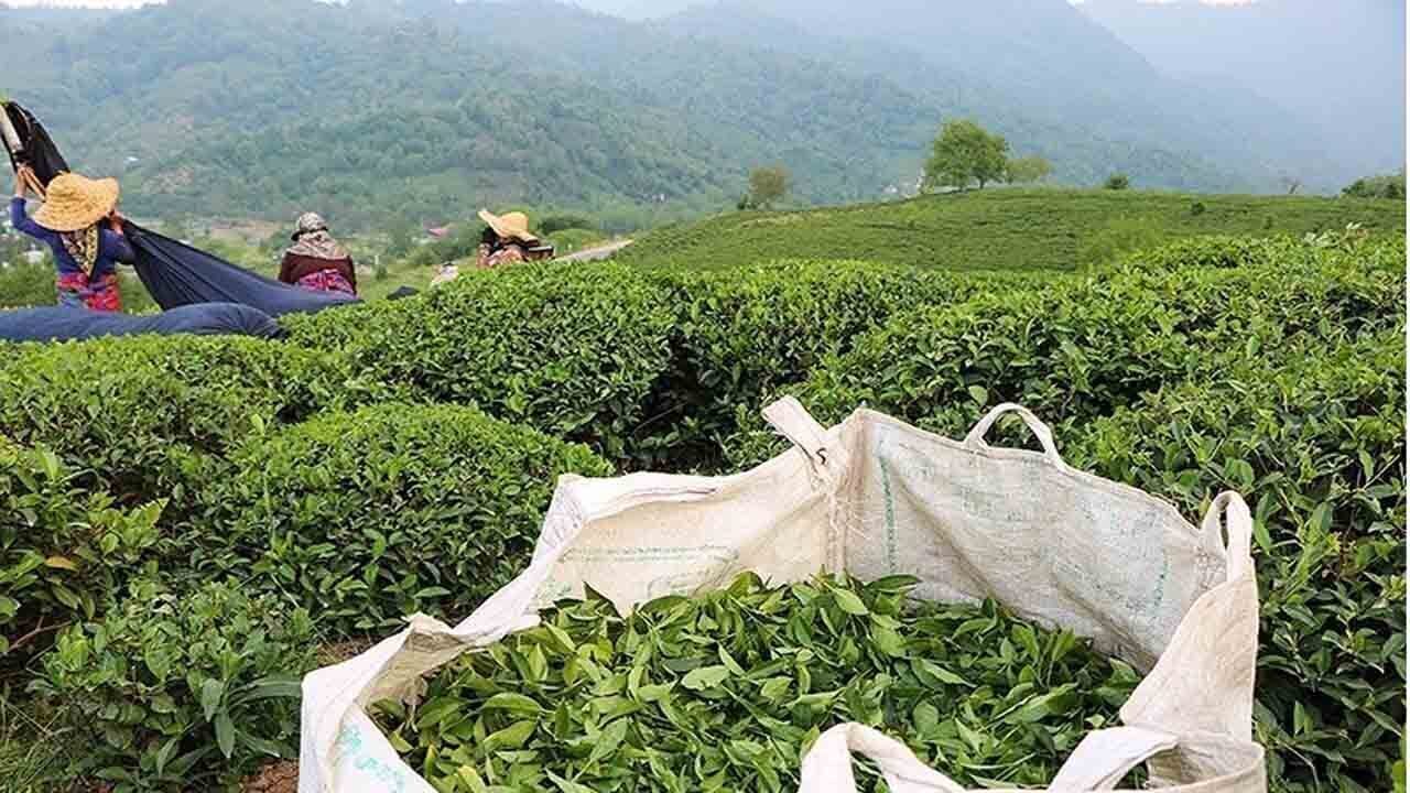 خرید تضمینی برگ سبز چای از ۸۷ هزارتن فراتر رفت خرید تضمینی برگ سبز چای از ۸۷ هزارتن فراتر رفت