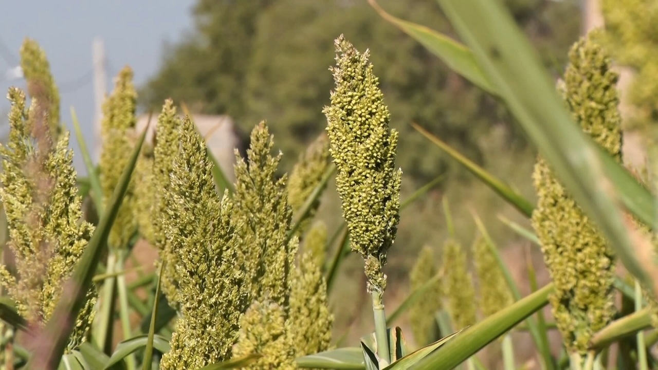 سورگوم کشت جایگزین مناسب ذرت