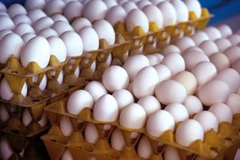 محدودیتی در خرید حمایتی تخم مرغ نداریم محدودیتی در خرید حمایتی تخم مرغ نداریم