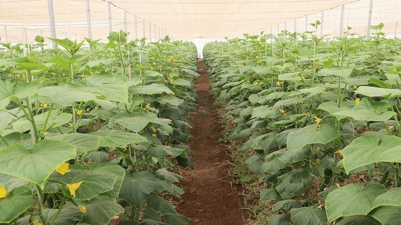 واگذاری هزارهکتار زمین برای توسعه گلخانه+ فیلم واگذاری هزارهکتار زمین برای توسعه گلخانه+ فیلم