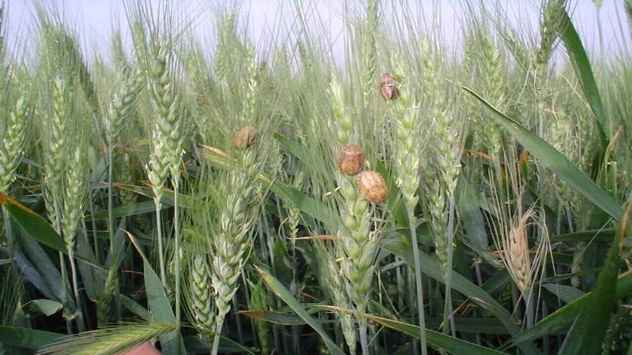 کاهش ۴۰ درصدی مبارزه علیه آفت سن گندم نسبت به مدت مشابه سال قبل کاهش ۴۰ درصدی مبارزه علیه آفت سن گندم نسبت به مدت مشابه سال قبل