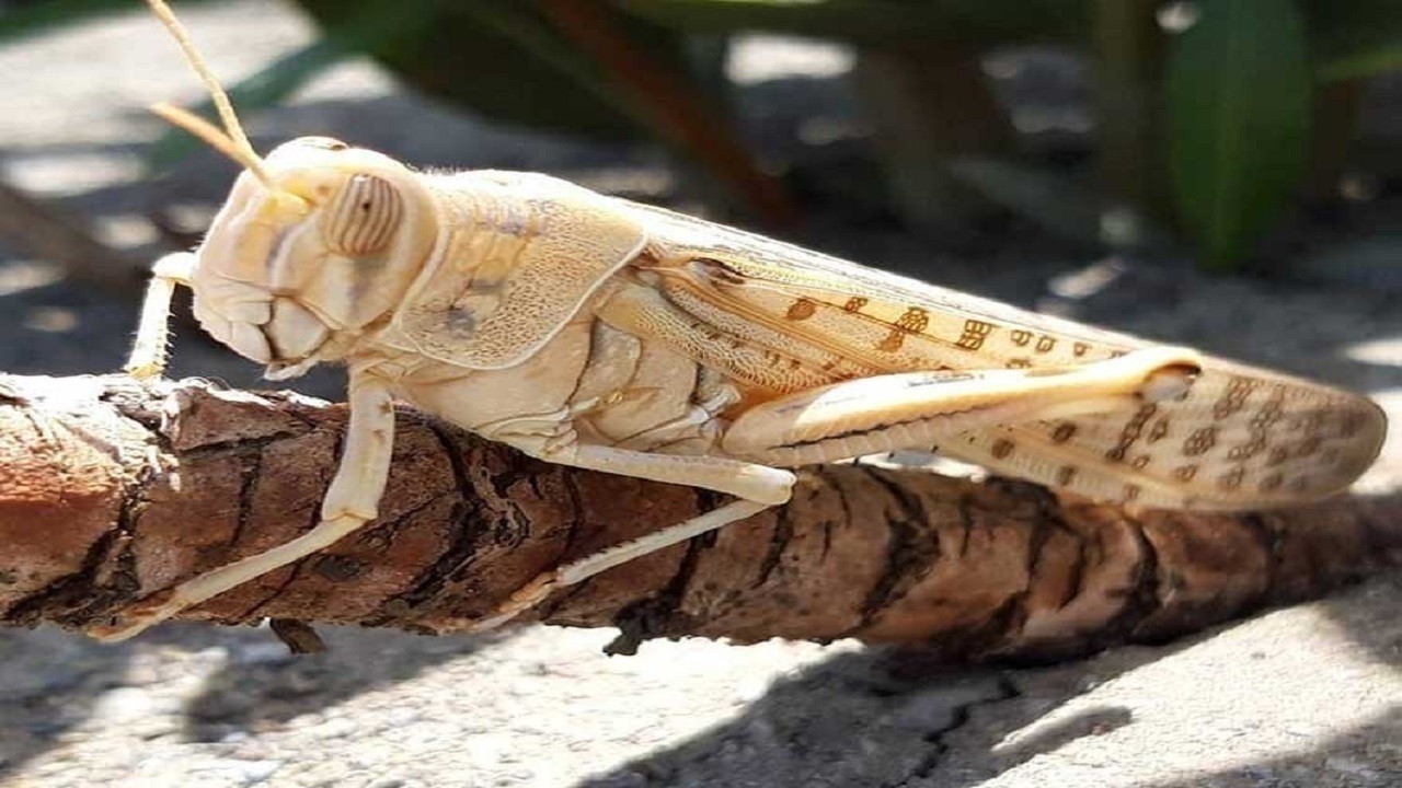 احتمال حمله ملخ صحرایی به استان‌های جنوبی