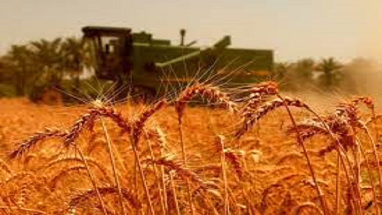 خروج ۱.۵ میلیارد دلار ارز برای تامین کسری گندم کشور