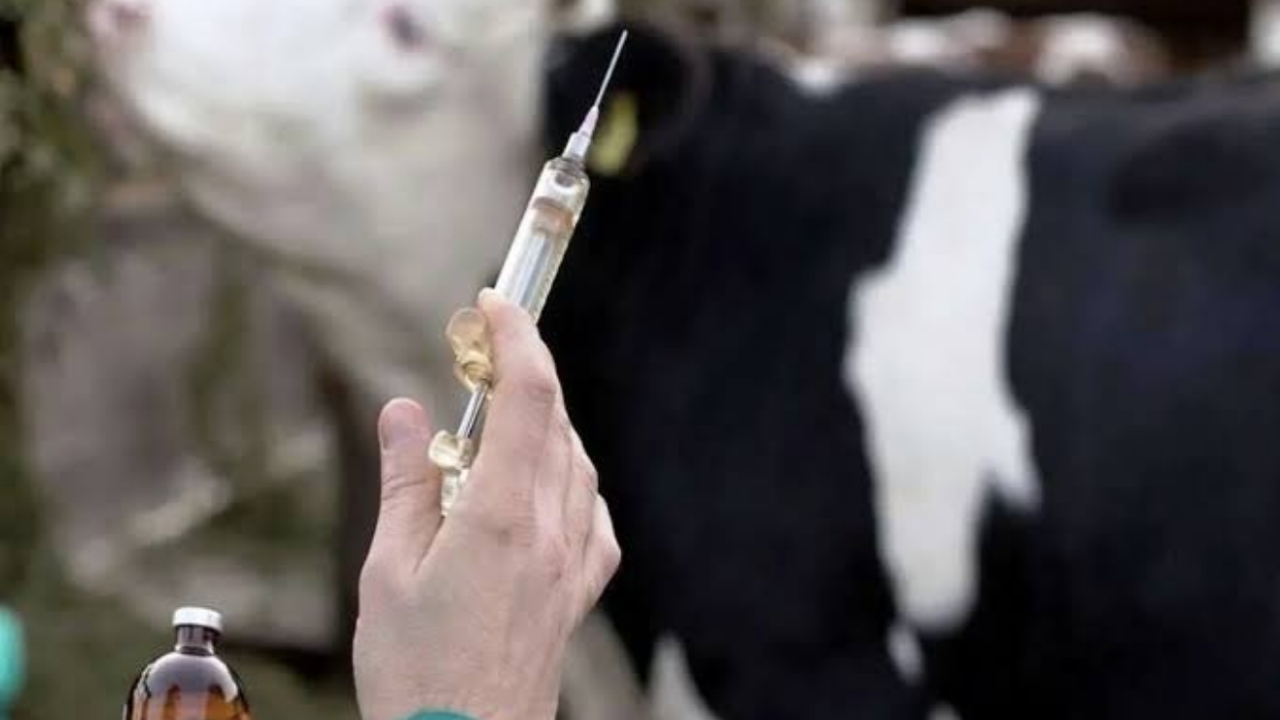 کمبودی در عرضه واکسن تب برفکی نداریم