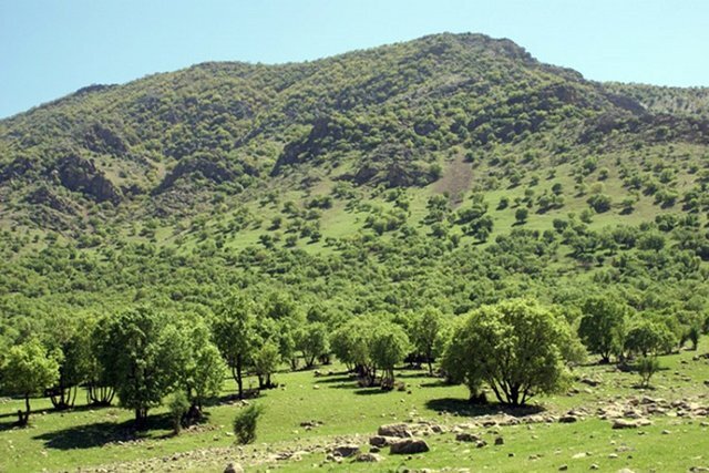 گرد و غبار و هجوم آفات نباتی تهدید جدی برای عرصه های جنگلی گرد و غبار و هجوم آفات نباتی تهدید جدی برای عرصه های جنگلی