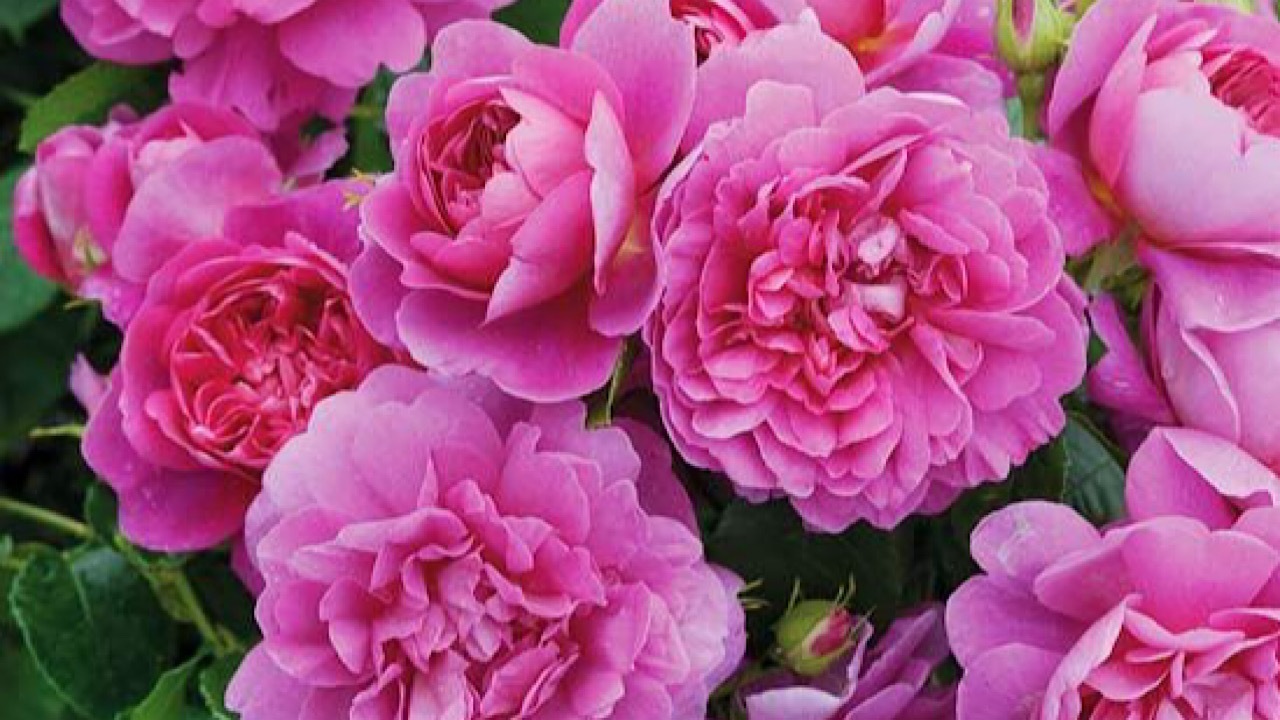 ثبت جهانی گل محمدی به نام ترکیه و عربستان ثبت جهانی گل محمدی به نام ترکیه و عربستان