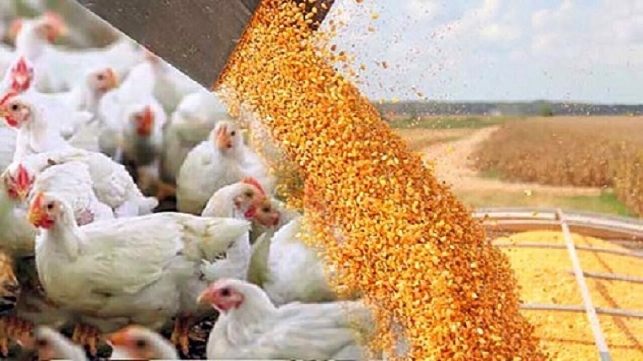 ثبت سفارش نهاده‌های دامی افزایش یافت