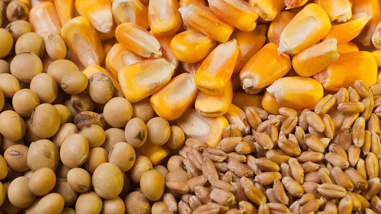 شروع ثبت سفارش شکر از امروز/ ثبت سفارش ذرت دامی و جو از ۱۰ آذرماه آغاز می‌شود