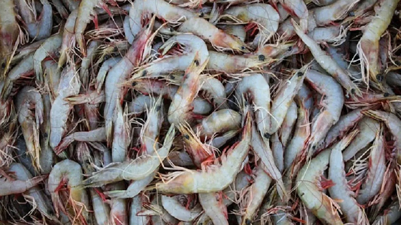 صادرات سالانه شیلات به ۷۰۰ میلیون دلار رسید