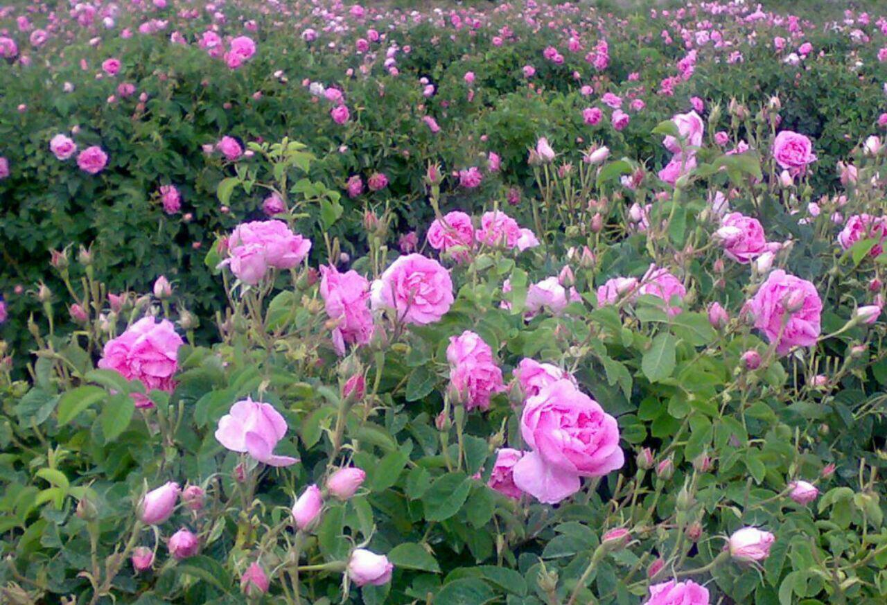 نبود صنایع فرآوری و ضعف برندسازی چالش جدی تولید گل محمدی نبود صنایع فرآوری و ضعف برندسازی چالش جدی تولید گل محمدی