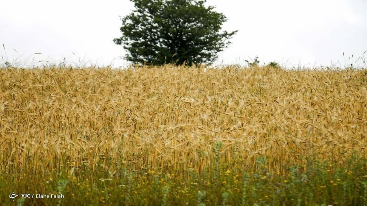 کاهش ۸۰ تا ۱۰۰ درصدی بارش نسبت به دوره نرمال