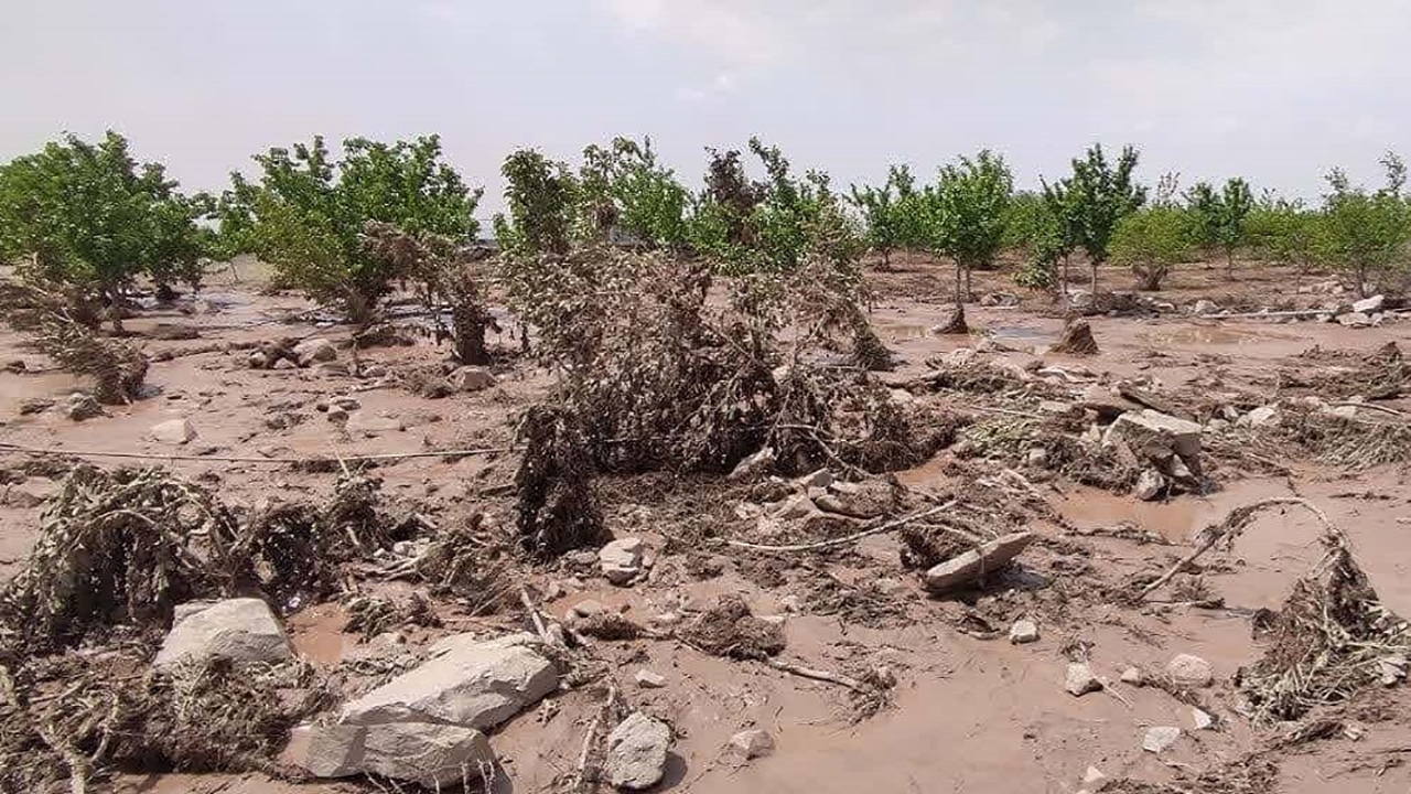 ۱.۵ همت غرامت به کشاورزان خسارت دیده پرداخت شد