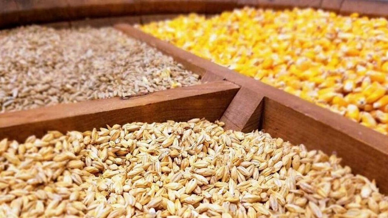 عاملان بازار موجود نهاده‌های دامی باید مواخذه شوند