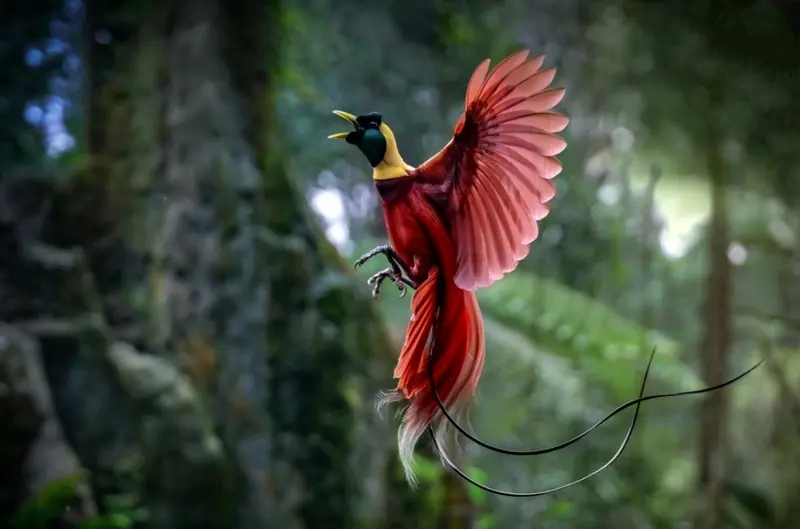 پرندگان بهشتی در دل تاریکی هم میدرخشند پرندگان بهشتی در دل تاریکی هم میدرخشند