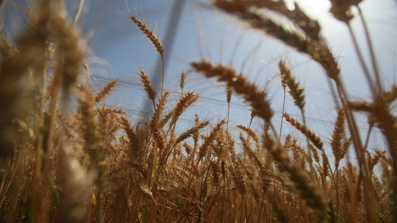 بی توجهی به اصلاح قیمت خرید تضمینی گندم منجر به توسعه کشت جو می‌شود