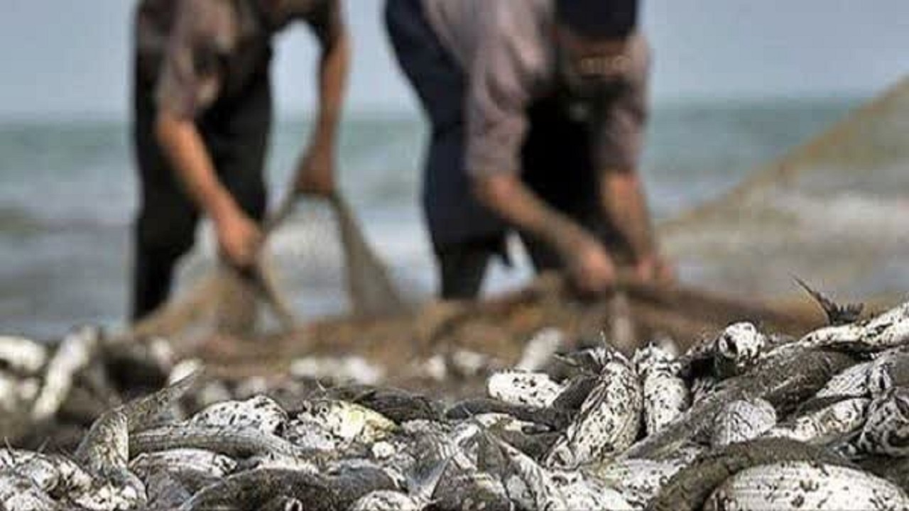 تسریع در انجماد تون ماهیان میزان فساد را کاهش می‌دهد/قیمت کنسرو ماهی در آینده‌ای نه چندان دور تغییر می‌کند