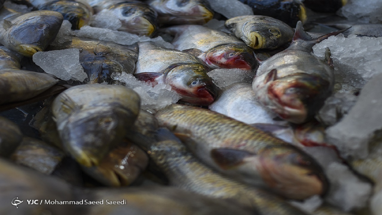 تولید قزل آلا به ۱۳۰ هزارتن می‌رسد