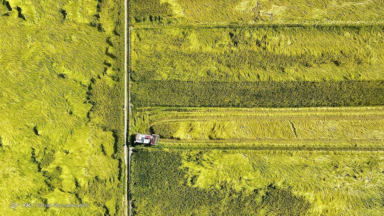 ضرورت توسعه کشت محصولات کم آب در مصوبه الگوی کشت