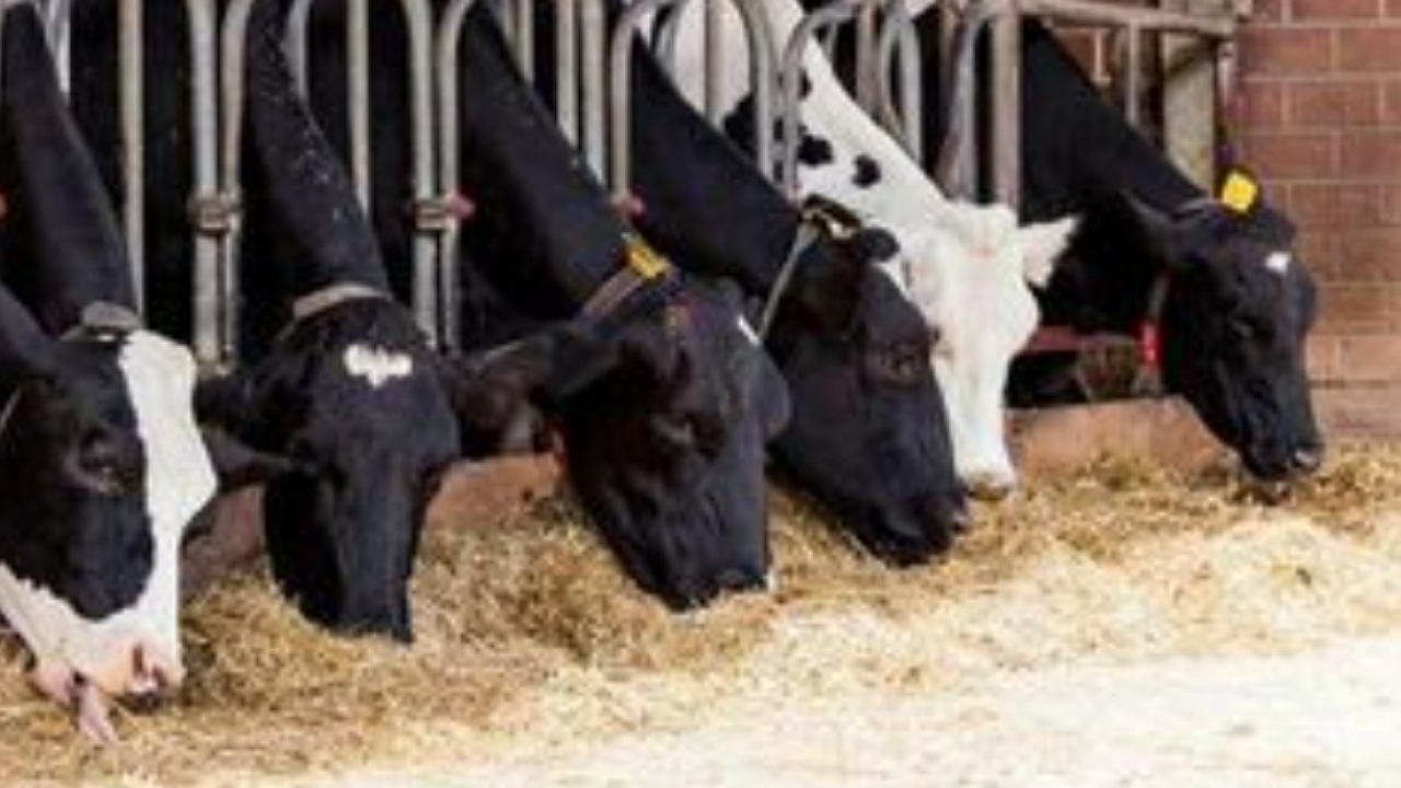 قیمت هر کیلو دام زنده به ۳۹۰ هزارتومان رسید