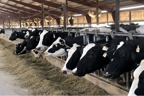 کاهش تولید روزانه ۲ هزار و ۷۰۰ تن شیرخام در اثر بیماری تب برفکی