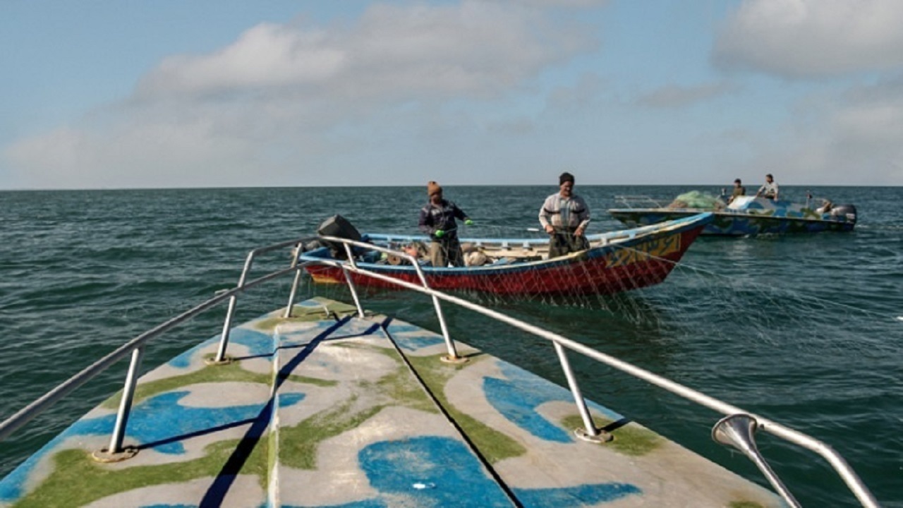 ۴۵ درصد صید تون ماهیان به ایران اختصاص دارد