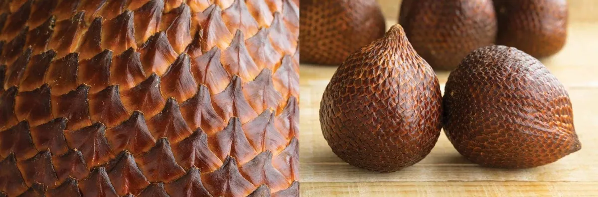 چرا الگوهای هندسی همیشه در فرایند تکامل حیات تکرار می‌شوند؟