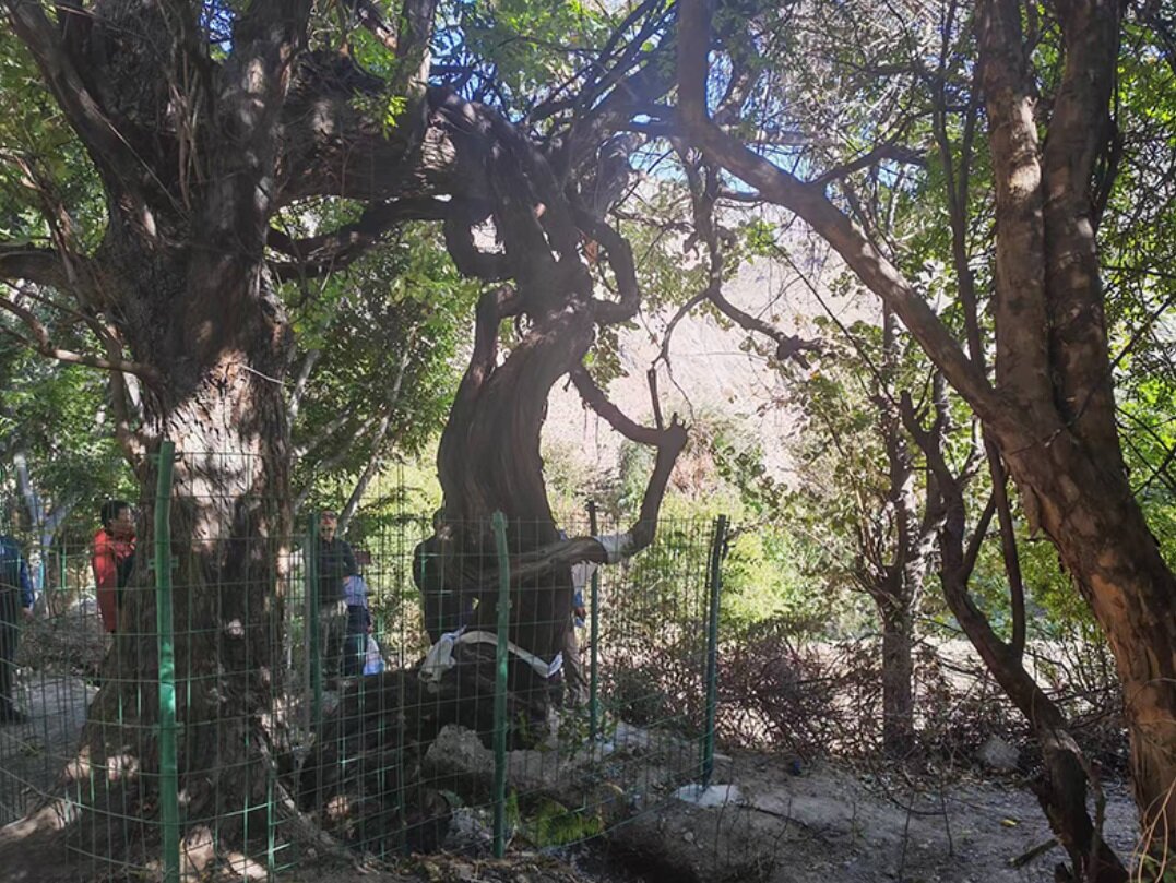 عکس| قدیمی‌ترین درخت انگور جهان کشف شد