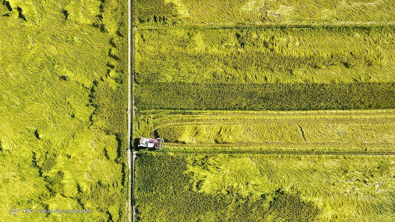 حذف ارز ترجیحی راهکار شفافیت و مدیریت بازار محصولات کشاورزی