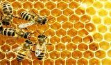 پایتخت شیرین ایران را بشناسید پایتخت شیرین ایران را بشناسید