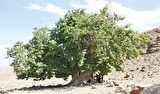 شجرهنامههای ایران شجرهنامههای ایران