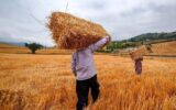 خبر خوش دولت برای گندمکاران/ واریزی میلیاردی انجام شد خبر خوش دولت برای گندمکاران/ واریزی میلیاردی انجام شد