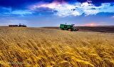خرید تضمینی گندم به یک میلیون و ۷۰۰ هزارتن رسید