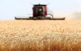 خودکفایی گندم با استمرار تاخیر در پرداخت مطالبات ناکام می‌ماند
