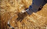 نرخ منطقی خرید تضمینی هرکیلو گندم ۶۰ هزارتومان نرخ منطقی خرید تضمینی هرکیلو گندم ۶۰ هزارتومان