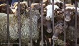 ۴۵ درصد گوشت قرمز از دام سبک تامین می‌شود