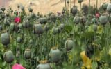 هیچ مجوزی برای کشت گیاهان مخدر صادر نشده است هیچ مجوزی برای کشت گیاهان مخدر صادر نشده است