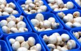 قارچ ارزان شد؛ قیمت جدید کیلویی چند عرضه میشود؟ قارچ ارزان شد؛ قیمت جدید کیلویی چند عرضه میشود؟