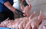 موافقت با صادرات ۱۰ هزار تن مرغ / گوشت مرغ دوباره گران میشود؟ موافقت با صادرات ۱۰ هزار تن مرغ / گوشت مرغ دوباره گران میشود؟