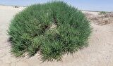 بیش از ۵۰ درصد عرصه کشور را مراتع تشکیل می‌دهد/ بیابان زایی یکی از مهمترین چالش‌های زیست محیطی کشور‌های جهان