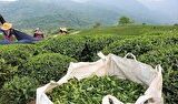 پرداخت ۷۲ درصد مطالبات چایکاران پرداخت ۷۲ درصد مطالبات چایکاران