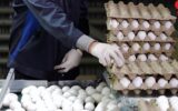 دومین تغییر قیمت تخممرغ در ۸ روز/ قیمتهای جدید اعلام شد دومین تغییر قیمت تخممرغ در ۸ روز/ قیمتهای جدید اعلام شد