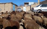پیشبینی رییس شورای تامین دام از قیمت گوشت در تابستان امسال/ افزایش قیمت گوشت قرمز در راه است؟ پیشبینی رییس شورای تامین دام از قیمت گوشت در تابستان امسال/ افزایش قیمت گوشت قرمز در راه است؟