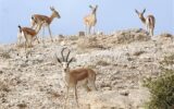 شفافسازی درباره انتشار خبر کذب پیرامون آهوهای جزیره خارگ شفافسازی درباره انتشار خبر کذب پیرامون آهوهای جزیره خارگ