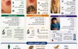 نخستین مورد بیماری سالک خطرناک در این شهر ثبت شد نخستین مورد بیماری سالک خطرناک در این شهر ثبت شد