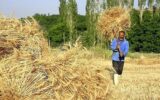 خبر مهم درباره خرید تضمینی گندم / کشاورزان حتما بخوانند