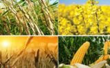 افزایش بهره وری تولید راه حلی برای دستیابی به خودکفایی محصولات اساسی افزایش بهره وری تولید راه حلی برای دستیابی به خودکفایی محصولات اساسی