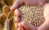 خرید تضمینی گندم از مرز ۸ میلیون و ۲۰۰ هزار تن گذشت خرید تضمینی گندم از مرز ۸ میلیون و ۲۰۰ هزار تن گذشت